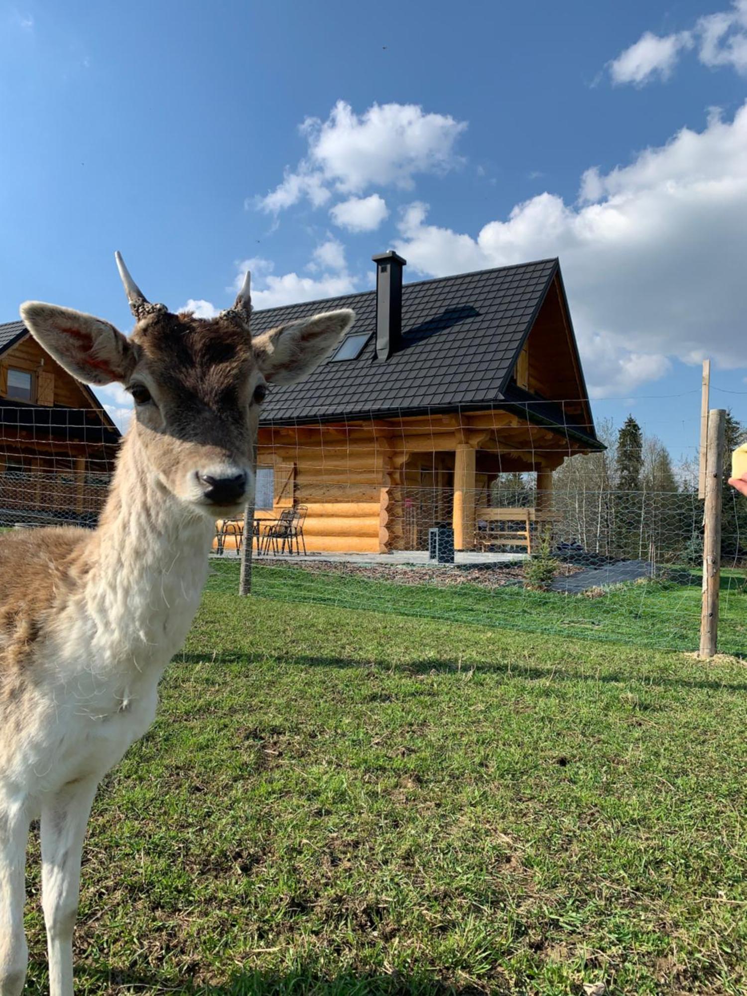 Ranczo Zwierzyniec Noclegi Jordanow Exteriér fotografie